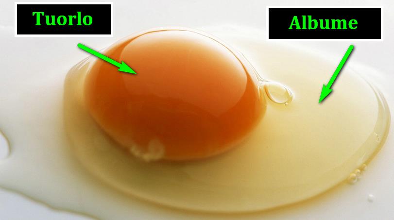 Le uova: tuorlo e albume quali differenze? 